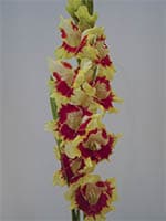 Jaunā Kombinācija