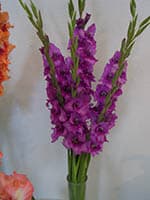 Mazā Zvaigznīte