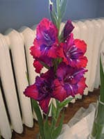 Purple Paradox