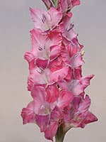 Stelpes Meitene