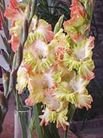 Zaļā Liesma