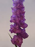 Devitais Vilnis