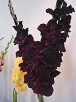 Melnais Oskars
