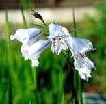 Gladiolus caeruleus
