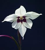 Gladiolus callianthus
