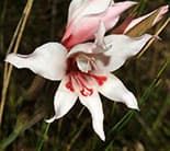 Gladiolus carneus