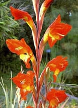Gladiolus dalenii