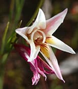 Gladiolus trichonemifolius