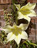Gladiolus tristis