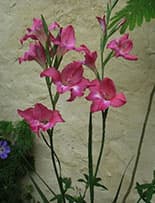 Gladiolus tubergenii
