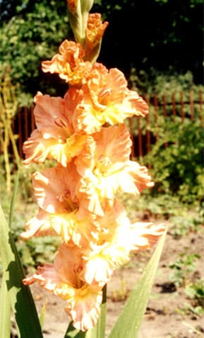 Rudens Akvarele