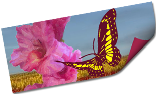 Gladiolus