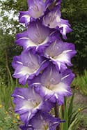 Glenn's Blue